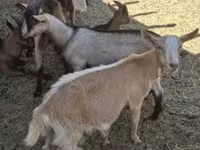 بز نر, Alpine goat — عکس 2