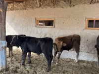 Tyre, Swiss cattle — foto 3