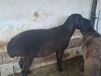 قوچ, گوسفند — عکس 1
