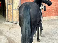 Faras dhaddig, Akhal-Teke — sawirka 5