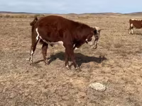ወንድ በሬ, Kazakh White-headed cow — ፎቶ 5
