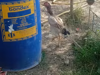 Chickens — foto 2
