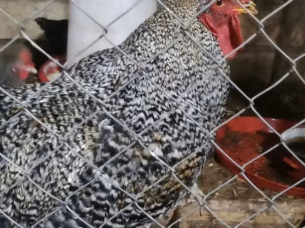 Chickens