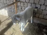 Արու այծ, Saanen goat — լուսանկար 3