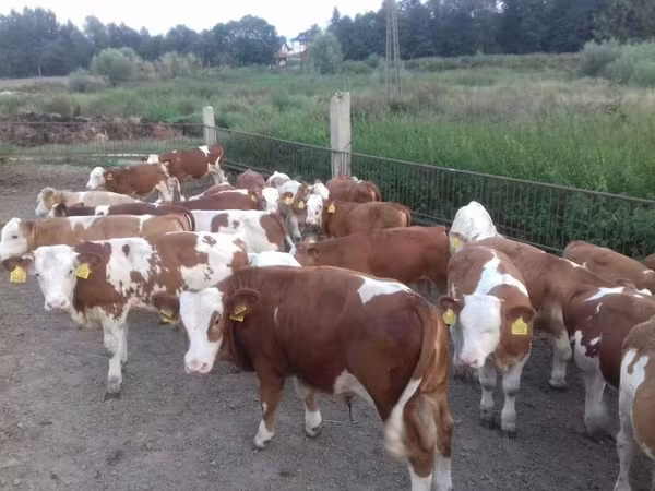 گاو نر, Simmental cattle