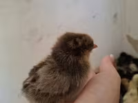 Chickens — عکس 7