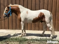 Hingst, Heste — foto 1