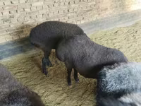 میش, Hissar sheep — عکس 3