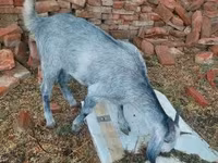 Koza, Nubian Goat — zdjęcie 3