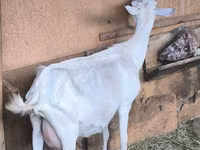 Koza, Alpine goat — foto 3