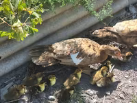 Domestic Muscovy — foto 1