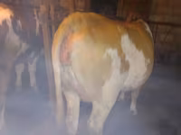Krava, Simmental cattle — foto 3