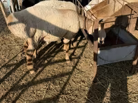 Berbec, Arashan sheep — foto 2