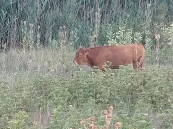 Kuh, Limousin-Kuh