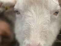 Keçi, Saanen goat — foto 4