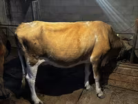 গাভী, Swiss cattle — ছবি 3