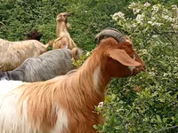 Țap, Capre — foto 2