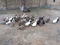 Ducks — تصویر 4