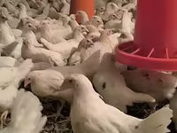 Chickens — foto 8