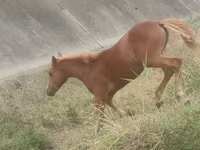 ม้าตัวผู้, Azerbaijan horse — รูปภาพ 2