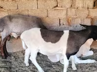 Berbec, Dorper sheep — foto 6
