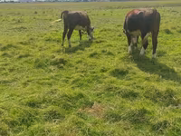 Бух, Simmental cattle — 1 зураг
