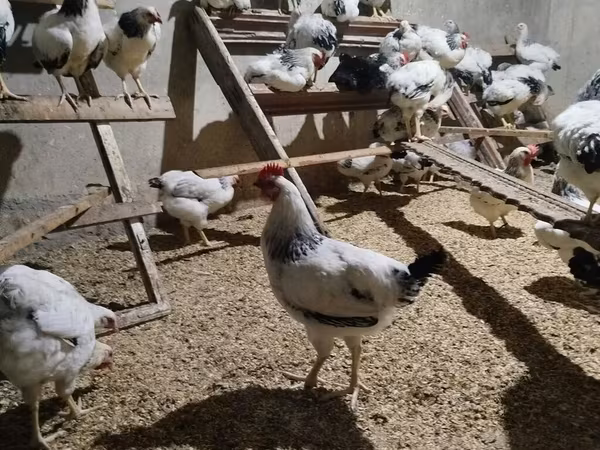 Chickens