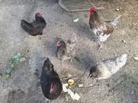 Chickens — फ़ोटो 3