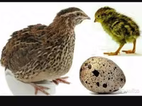 Quails — photo 2