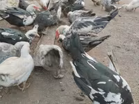 Ducks — புகைப்படம் 4