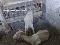 بز ماده, Saanen goat — عکس 8