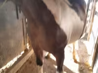 Hingst, Heste — foto 1