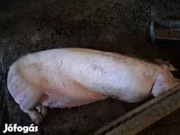 Scrofa, Дюрок — foto 1