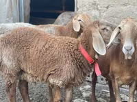 مینڈھا, Arashan sheep — تصویر 5