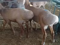 Vædder, Hissar sheep — foto 4
