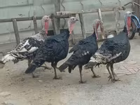 Turkeys — عکس 2