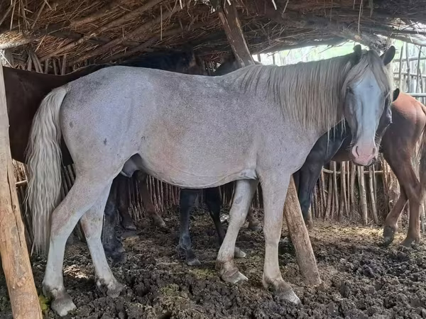 اسب نر, Kazakh horse