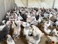 Chickens — ფოტო 8