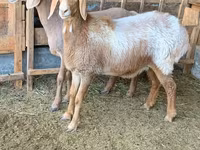 Koyun, Arashan sheep — foto 1