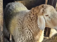 Beran, Hissar sheep — foto 1