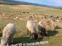 میش, گوسفند — عکس 3