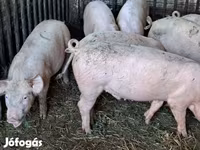Eber, Schweine — Foto 4
