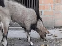 بز نر, Nubian Goat — عکس 1