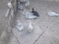 Ducks — عکس 4
