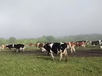 گاو ماده, Swiss cattle — عکس 3
