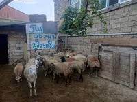 قوچ, گوسفند — عکس 6