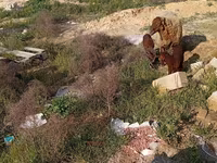 Pecora, Pecore — foto 6
