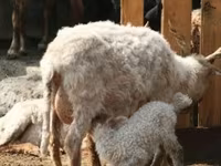 公羊, Sheep — 照片 5