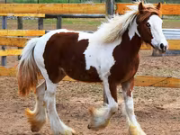 Kuda betina, Gypsy horse — foto 1
