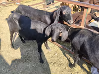 بز نر, Beetal goats — عکس 2